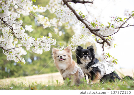 櫻花盛開，吉娃娃犬點綴，構成可愛的春日景象。 137272130