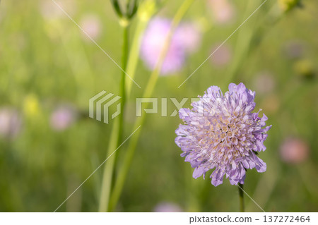 Purple Knautia arvensis flowers blooming in summer meadow. Purple Knautia arvensis flowers blooming in summer meadow. 137272464