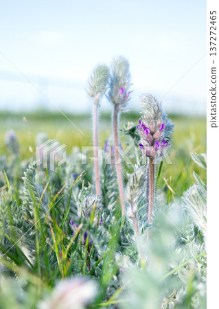 Purple Showy locoweed flowers blooming in summer meadow. 137272465