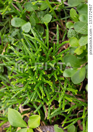 Green branchlets of Groundcedar in the forest floor in summer. Green branchlets of Groundcedar in the forest floor in summer. 137272467