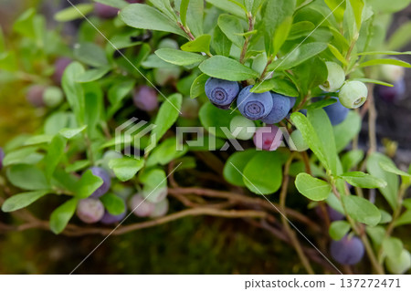 Ripe blue berries of Dwarf bilberry on a branch with leaves. 137272471