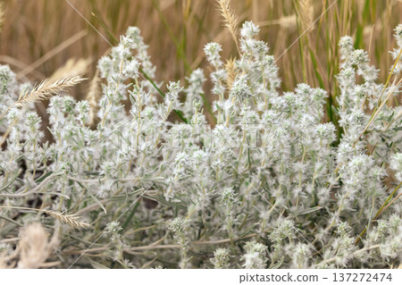 Fuzzy low shrub of White sage growing in the grassland. 137272474