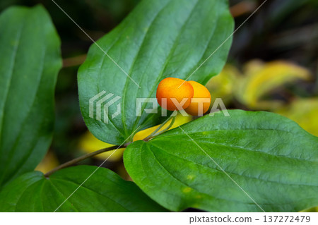 Twin berries of roughfruit fairybells in shade of summer forest. 137272479