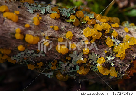 Orange jelly spot mushrooms on the decaying spruce wood. Orange jelly spot mushrooms on the decaying spruce wood. 137272480