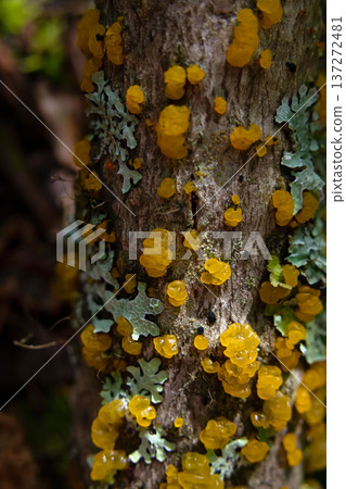 Orange jelly spot mushrooms on the decaying spruce wood. 137272481