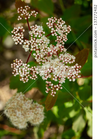 Spiraea alba white flowers with green foliage in the meadow. Spiraea alba white flowers with green foliage in the meadow. 137272482