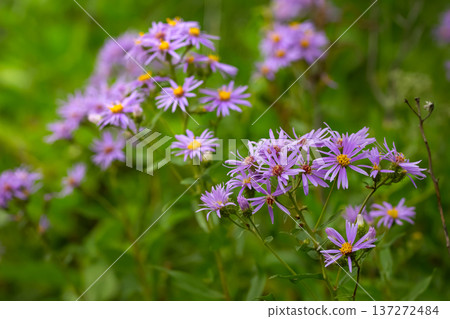Purple flowers of wild asters in lush green foliage. 137272484