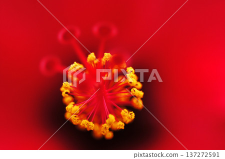 Capture the charm of flowers throughout the seasons 137272591