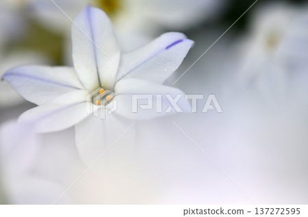 Capture the charm of flowers throughout the seasons Capture the charm of flowers throughout the seasons 137272595