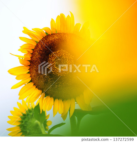 Capture the charm of flowers throughout the seasons Capture the charm of flowers throughout the seasons 137272599