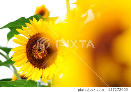 Capture the charm of flowers throughout the seasons Capture the charm of flowers throughout the seasons 137272603