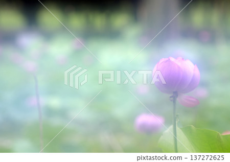 Capture the charm of flowers throughout the seasons Capture the charm of flowers throughout the seasons 137272625