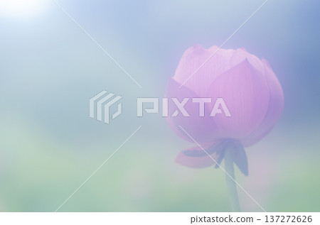 Capture the charm of flowers throughout the seasons Capture the charm of flowers throughout the seasons 137272626