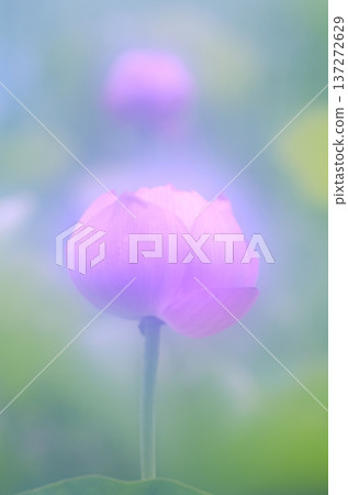 Capture the charm of flowers throughout the seasons Capture the charm of flowers throughout the seasons 137272629