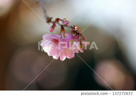 捕捉四季花卉的魅力 137272637