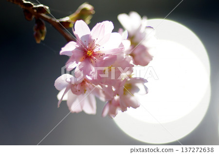 捕捉四季花卉的魅力 137272638