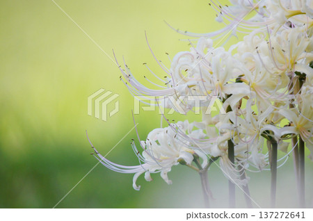 Capture the charm of flowers throughout the seasons Capture the charm of flowers throughout the seasons 137272641