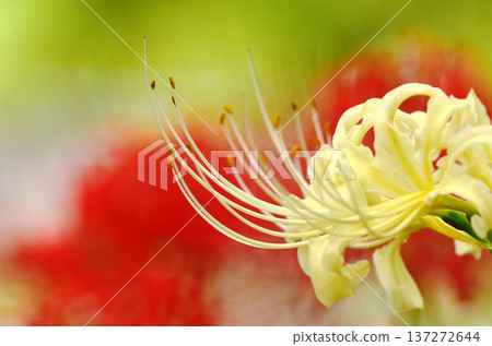 Capture the charm of flowers throughout the seasons Capture the charm of flowers throughout the seasons 137272644