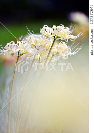 Capture the charm of flowers throughout the seasons Capture the charm of flowers throughout the seasons 137272645