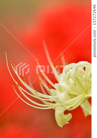Capture the charm of flowers throughout the seasons Capture the charm of flowers throughout the seasons 137272646
