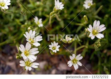 Cerastium Alpinum White Flowers in Alpine Meadow in spring. Cerastium Alpinum White Flowers in Alpine Meadow in spring. 137272722