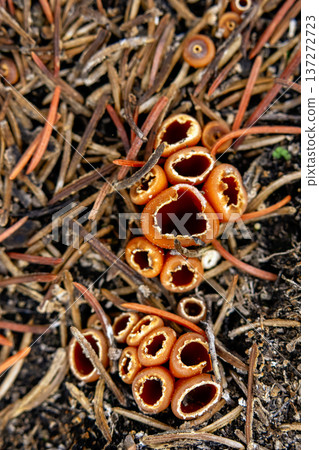 Geopyxis Carbonaria Cups on Forest Needle Floor 137272723
