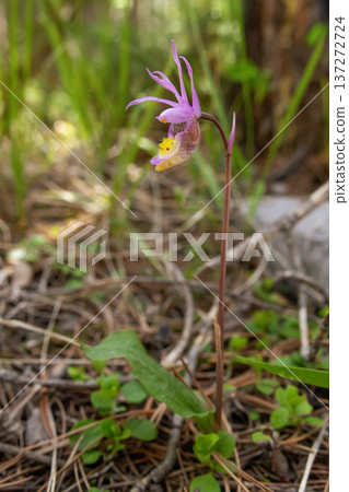 Calypso Bulbosa Flowers on Shaded Forest Floor 137272724