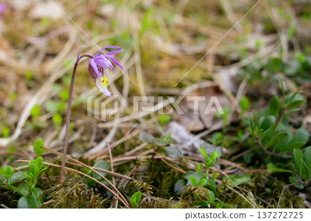 Calypso Bulbosa Flowers on Shaded Forest Floor Calypso Bulbosa Flowers on Shaded Forest Floor 137272725
