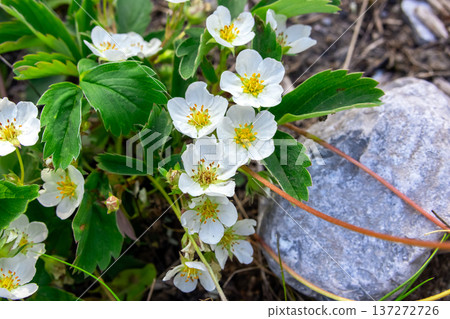 Wild Strawberry Bush Blooming in Rocky Ground in spring. Wild Strawberry Bush Blooming in Rocky Ground in spring. 137272726