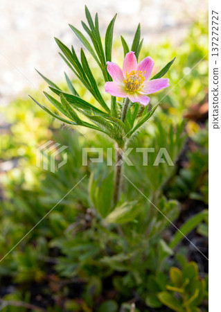 Single Pink Anemone Blooming in Mountain Meadow Single Pink Anemone Blooming in Mountain Meadow 137272727