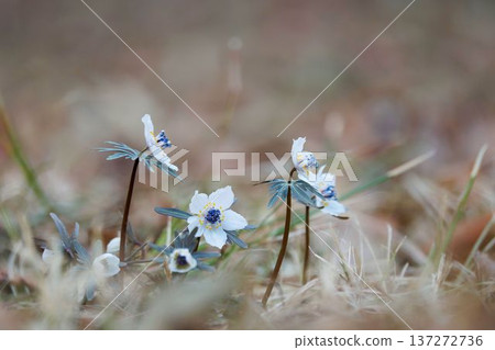 Setsubunsou 137272736