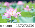 Large pink lotus flower 137272830