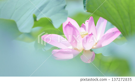 Large pink lotus flowers blooming in a lotus field 137272835