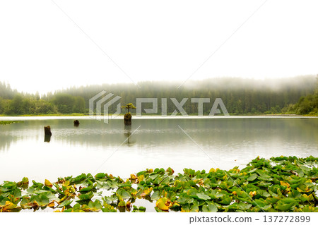 Fairy tree growing from the stump in the middle of the lake. 137272899