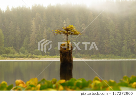 Fairy tree growing from the stump in the middle of the lake. Fairy tree growing from the stump in the middle of the lake. 137272900