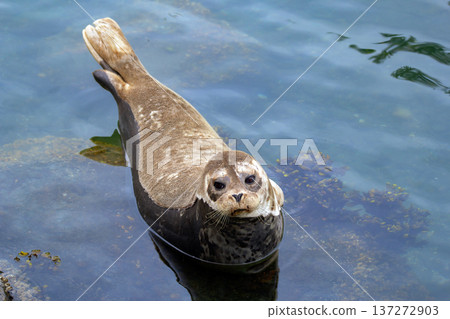 Fluffy brown baby seal is laying on the rock in the sea. Fluffy brown baby seal is laying on the rock in the sea. 137272903