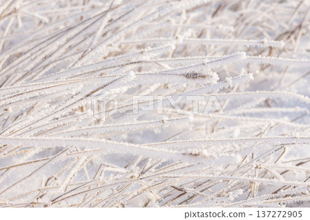 Dry leaned grass in hoarfrost in snowy winter field. 137272905
