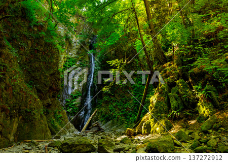 Dramatic nature scene with a waterfall in the rainforest with ferns and moss. 137272912