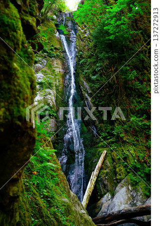 Dramatic nature scene with a waterfall in the rainforest with ferns and moss. 137272913