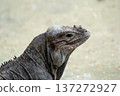 Portrait of Rhinoceros iguana with bright skin and horn on head. 137272927