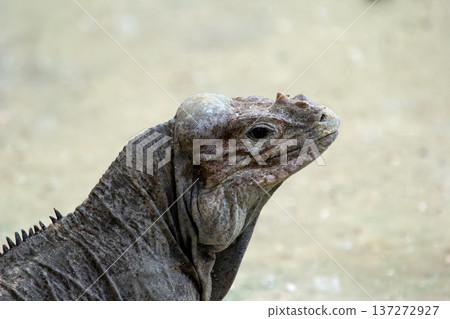 Portrait of Rhinoceros iguana with bright skin and horn on head. Portrait of Rhinoceros iguana with bright skin and horn on head. 137272927