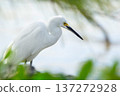 Snowy egret is standing at the tropical beach among green foliage. 137272928