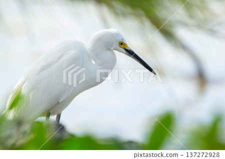 Snowy egret is standing at the tropical beach among green foliage. 137272928