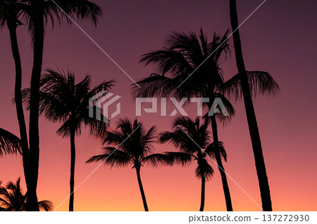 Bright orange and pink sky and the silhouettes of palm trees. Bright orange and pink sky and the silhouettes of palm trees. 137272930