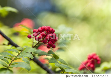 Sansho fruit Sansho fruit 137273463