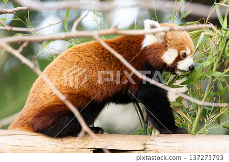 Red panda eats leaves on tree 137273793