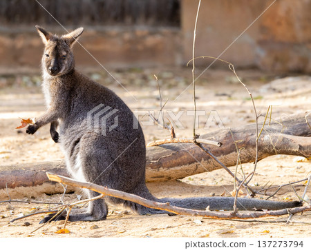 Young red-necked wallaby portrait, wildlife Young red-necked wallaby portrait, wildlife 137273794