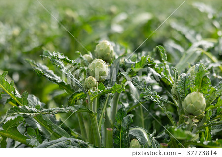 Natural artichoke harvest close up Natural artichoke harvest close up 137273814