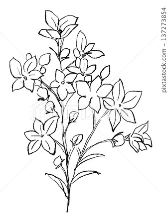 Hand drawn line art illustration of a blooming delphinium flower Hand drawn line art illustration of a blooming delphinium flower 137273854