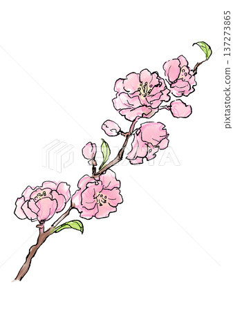 Hand-drawn line and watercolor illustration of blooming peach blossoms 137273865